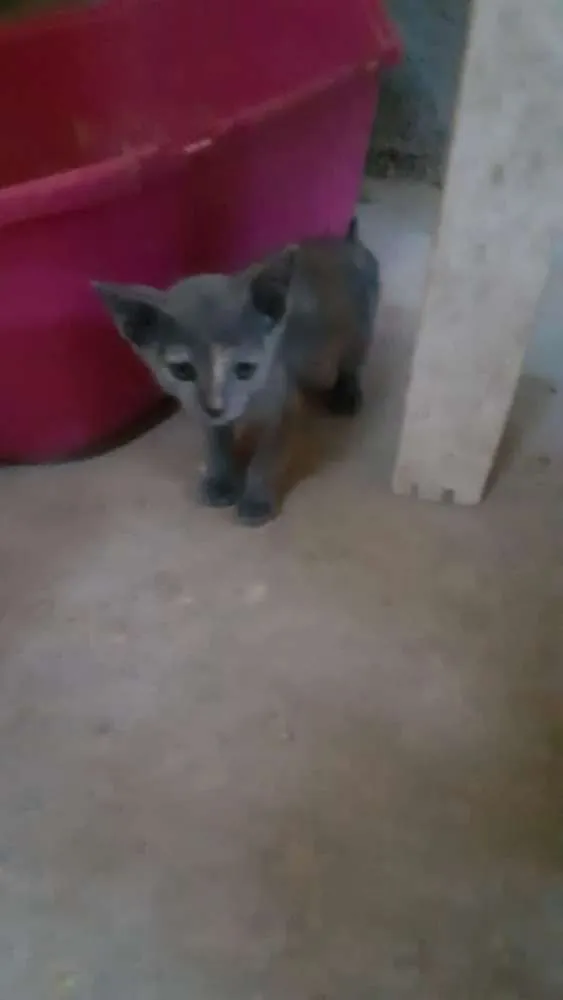 Gato ra a SRD idade 2 a 6 meses nome Tina