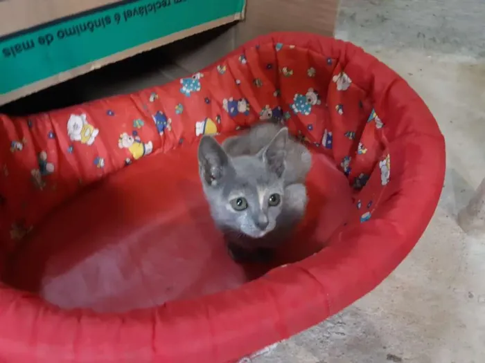 Gato ra a SRD idade 2 a 6 meses nome Tina