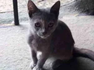 Gato raça SRD idade 2 a 6 meses nome Tina
