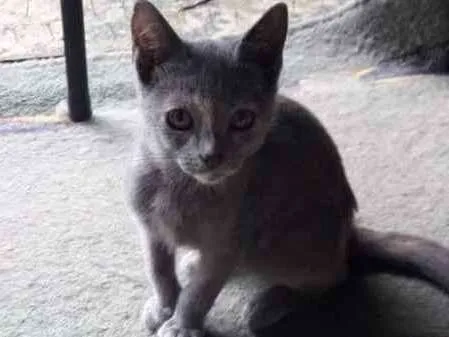 Gato ra a SRD idade 2 a 6 meses nome Tina