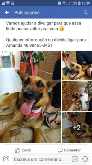Cachorro raça Mestiça com pastor alemão idade 2 anos nome N sei