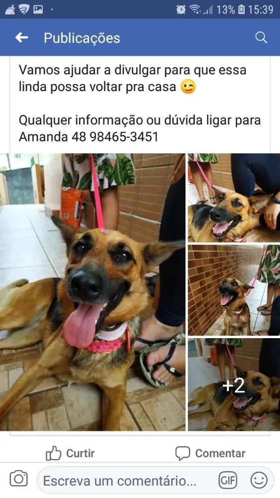 Cachorro ra a Mestiça com pastor alemão idade 2 anos nome N sei