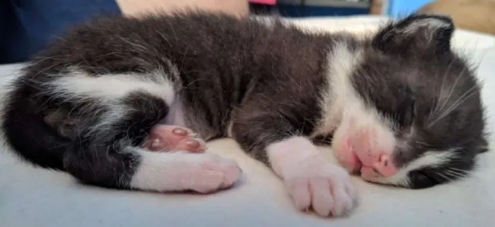 Gato raça VIRA LATA idade Abaixo de 2 meses nome NAO TEM 