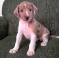 lolito