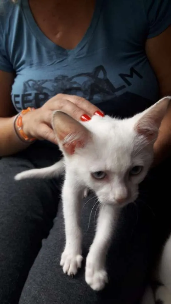 Gato ra a SRD idade 2 a 6 meses nome Madona 