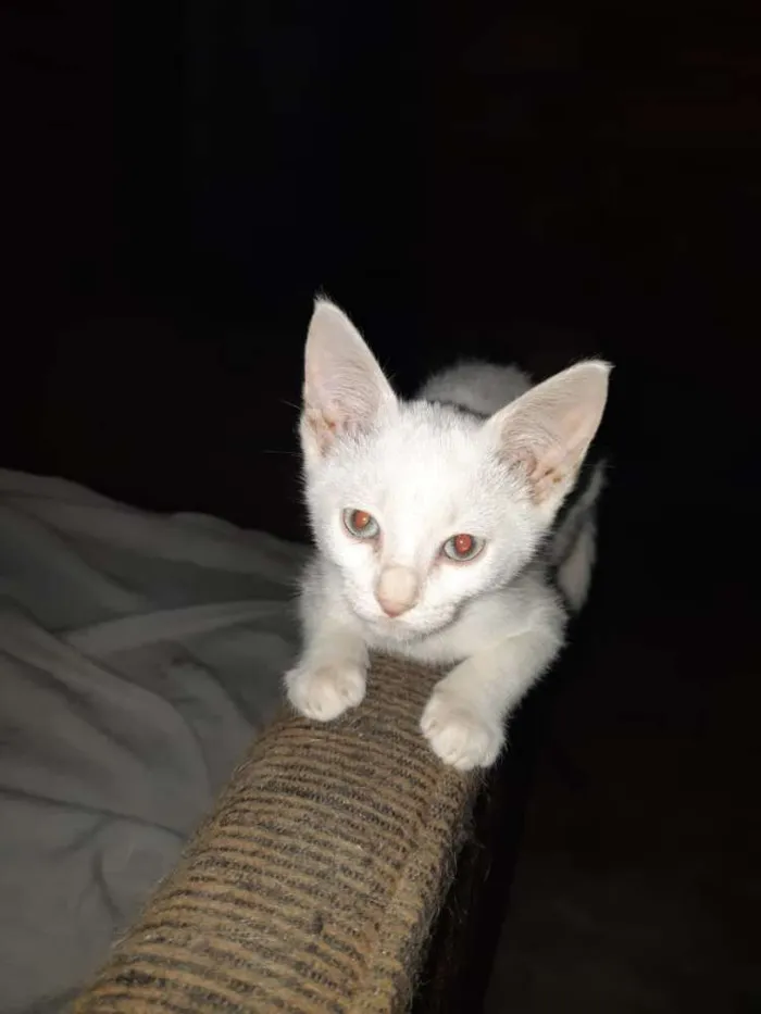 Gato ra a SRD idade 2 a 6 meses nome Madona 