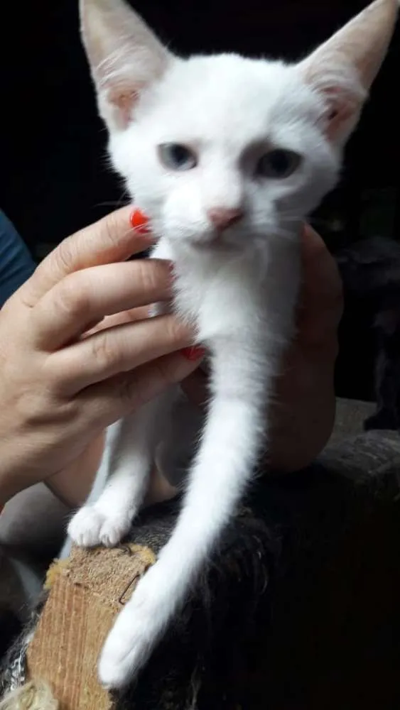 Gato ra a SRD idade 2 a 6 meses nome Madona 