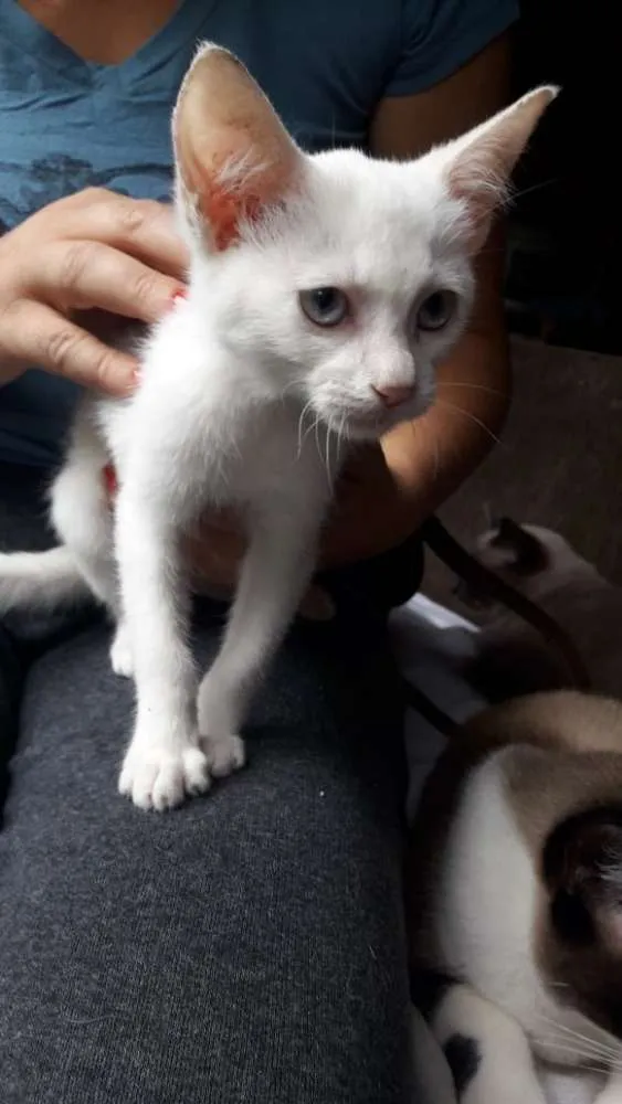 Gato ra a SRD idade 2 a 6 meses nome Madona 