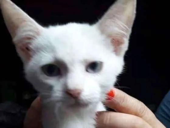 Gato ra a SRD idade 2 a 6 meses nome Madona 