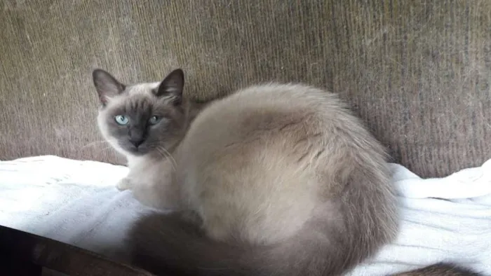 Gato ra a SRD idade 1 ano nome Lucy