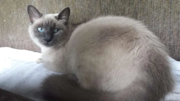 Gato ra a SRD idade 1 ano nome Lucy