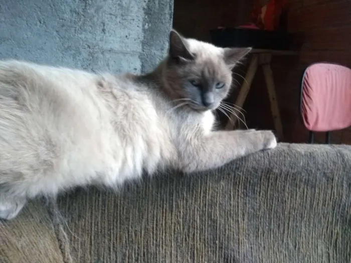 Gato ra a SRD idade 1 ano nome Lucy