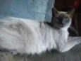 Lucy