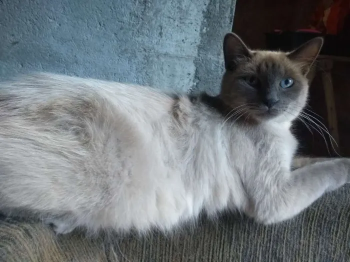 Gato ra a SRD idade 1 ano nome Lucy