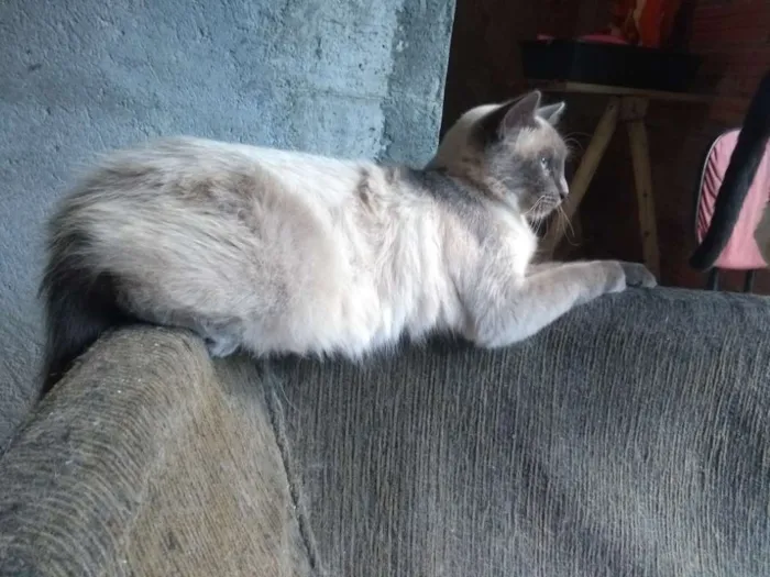 Gato ra a SRD idade 1 ano nome Lucy