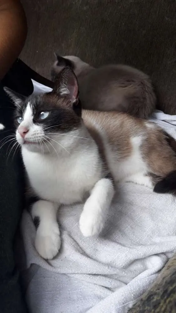 Gato ra a SRD idade 1 ano nome Marrie