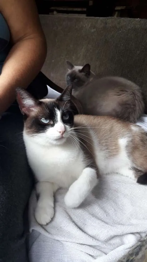 Gato ra a SRD idade 1 ano nome Marrie