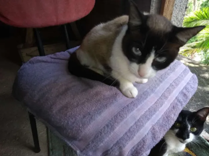 Gato ra a SRD idade 1 ano nome Marrie