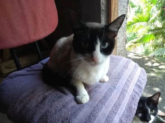 Gato ra a SRD idade 1 ano nome Marrie