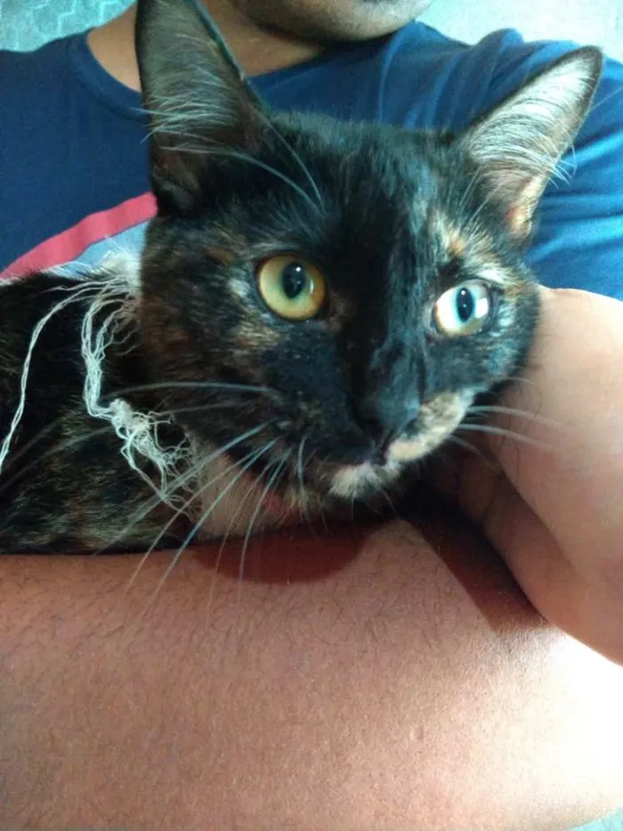 Gato ra a SRD idade 1 ano nome Tatá