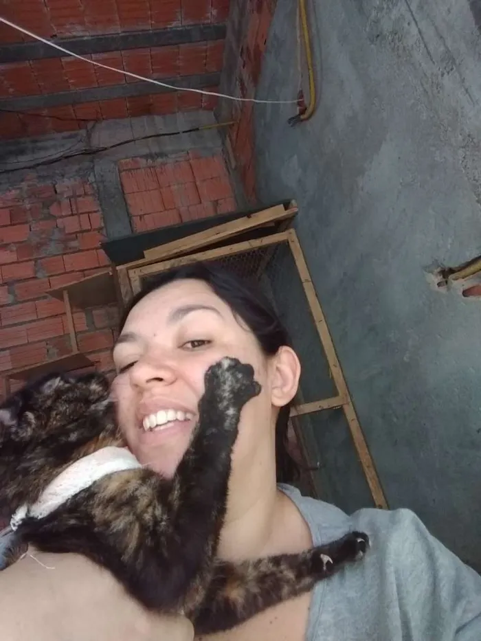 Gato ra a SRD idade 1 ano nome Tatá