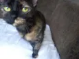 Tatá