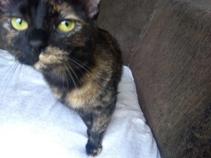 Gato ra a SRD idade 1 ano nome Tatá