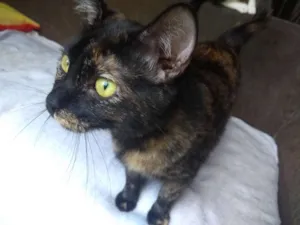 Gato raça SRD idade 1 ano nome Tatá