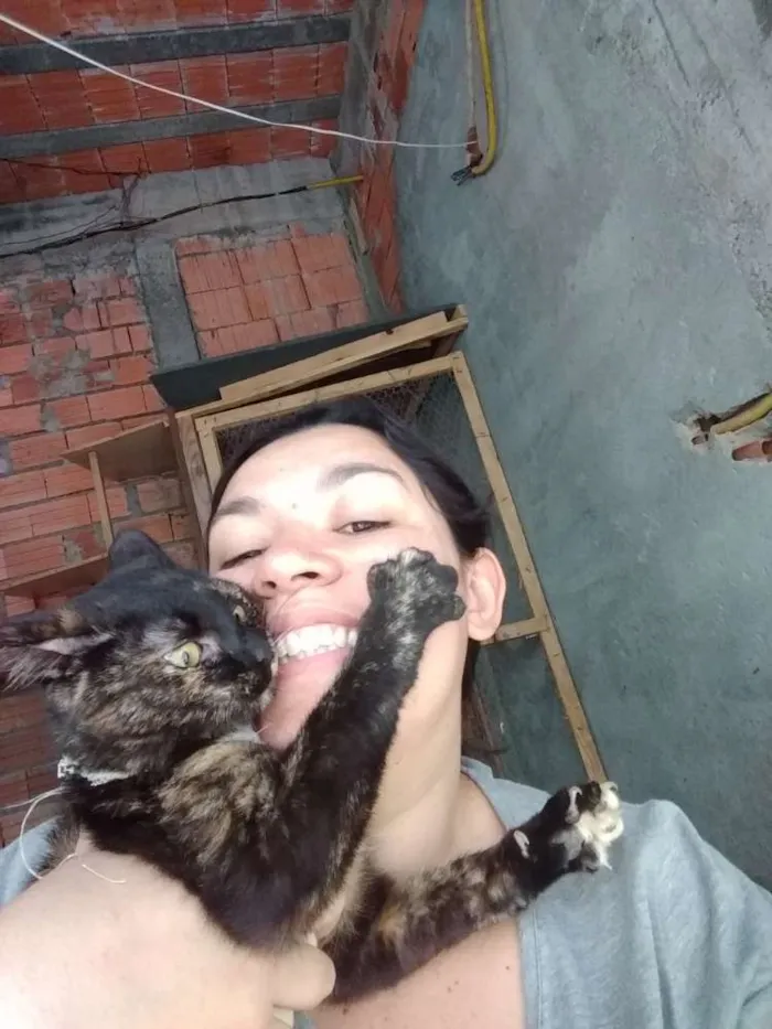 Gato ra a SRD idade 1 ano nome Tatá