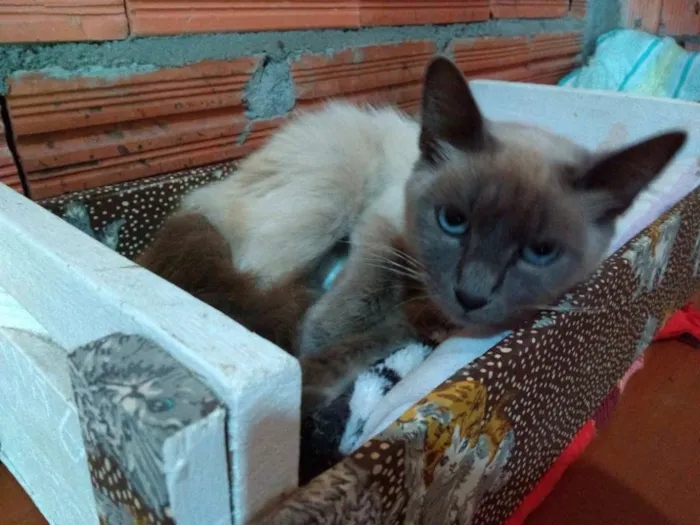 Gato ra a SRD idade 1 ano nome Lucy