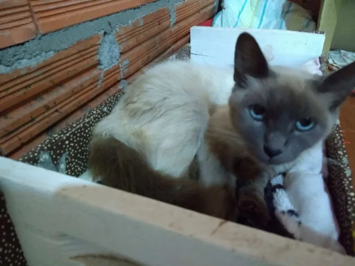 Gato ra a SRD idade 1 ano nome Lucy