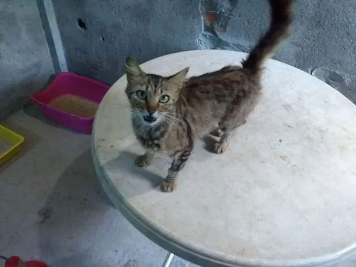 Gato ra a SRD idade 1 ano nome Mia