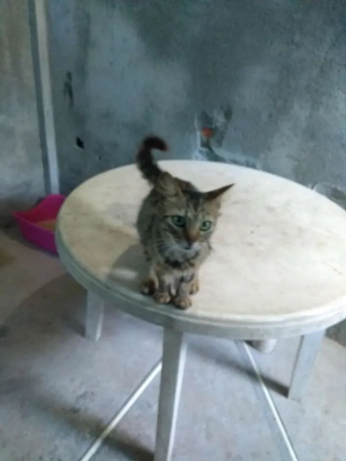 Gato ra a SRD idade 1 ano nome Mia
