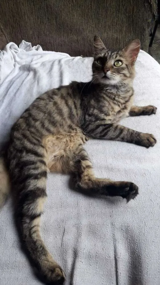 Gato ra a SRD idade 1 ano nome Mia