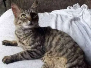 Gato raça SRD idade 1 ano nome Mia