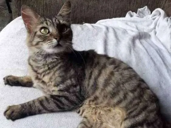 Gato ra a SRD idade 1 ano nome Mia