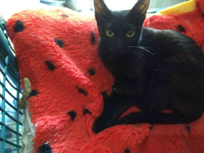 Gato ra a SRD idade 7 a 11 meses nome Maju