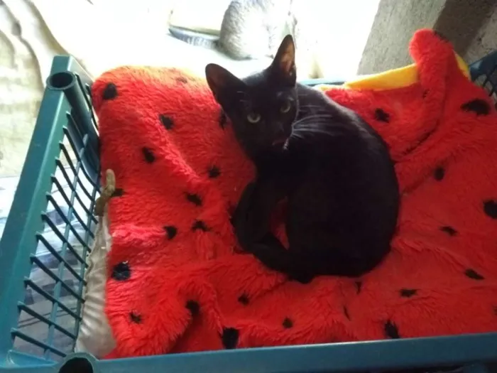 Gato ra a SRD idade 7 a 11 meses nome Maju