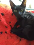 Maju