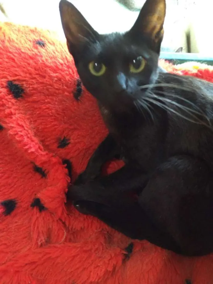 Gato ra a SRD idade 7 a 11 meses nome Maju