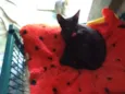 Maju