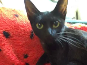 Gato raça SRD idade 7 a 11 meses nome Maju