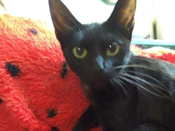 Gato ra a SRD idade 7 a 11 meses nome Maju