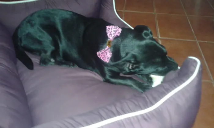 Cachorro ra a coffap idade 1 ano nome Tiemy