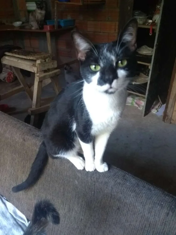 Gato ra a SRD idade 1 ano nome Frajolão