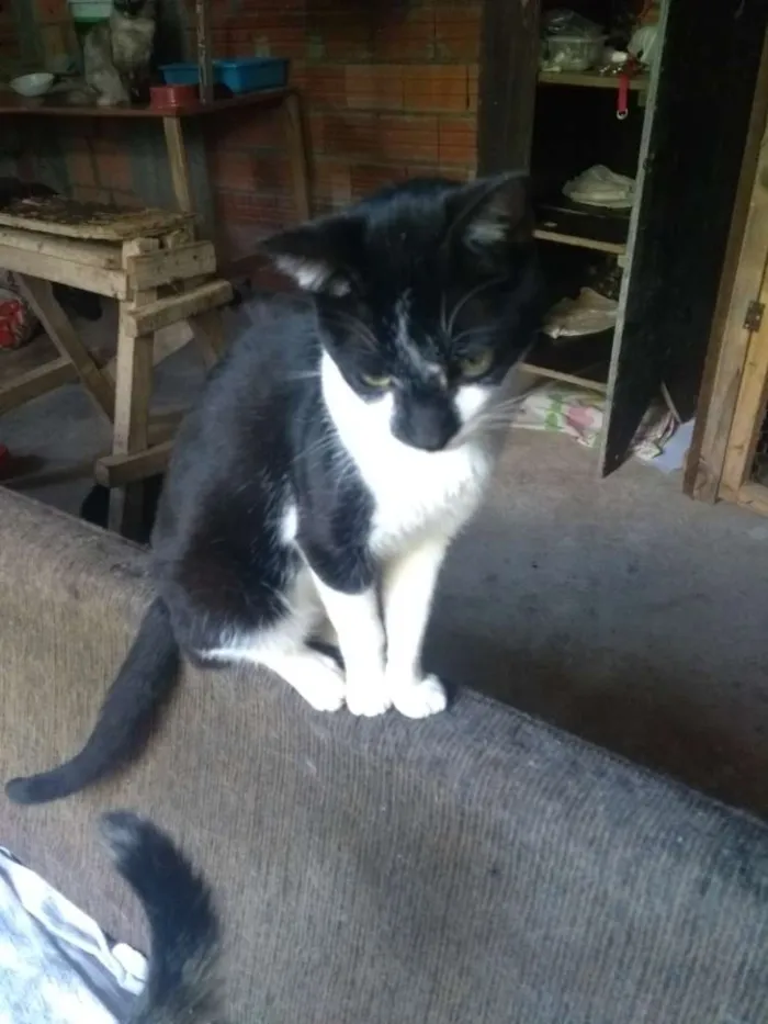Gato ra a SRD idade 1 ano nome Frajolão