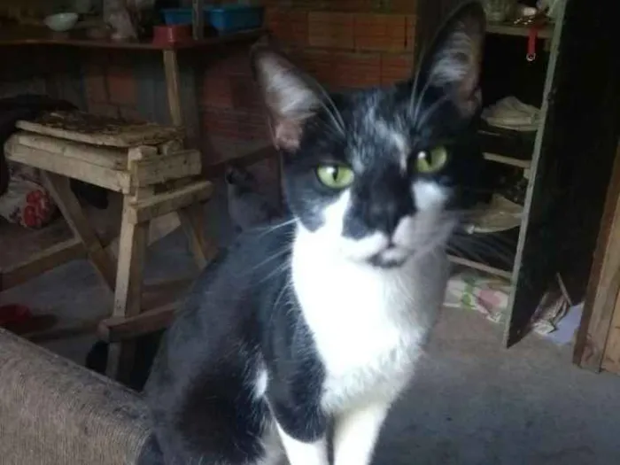 Gato ra a SRD idade 1 ano nome Frajolão