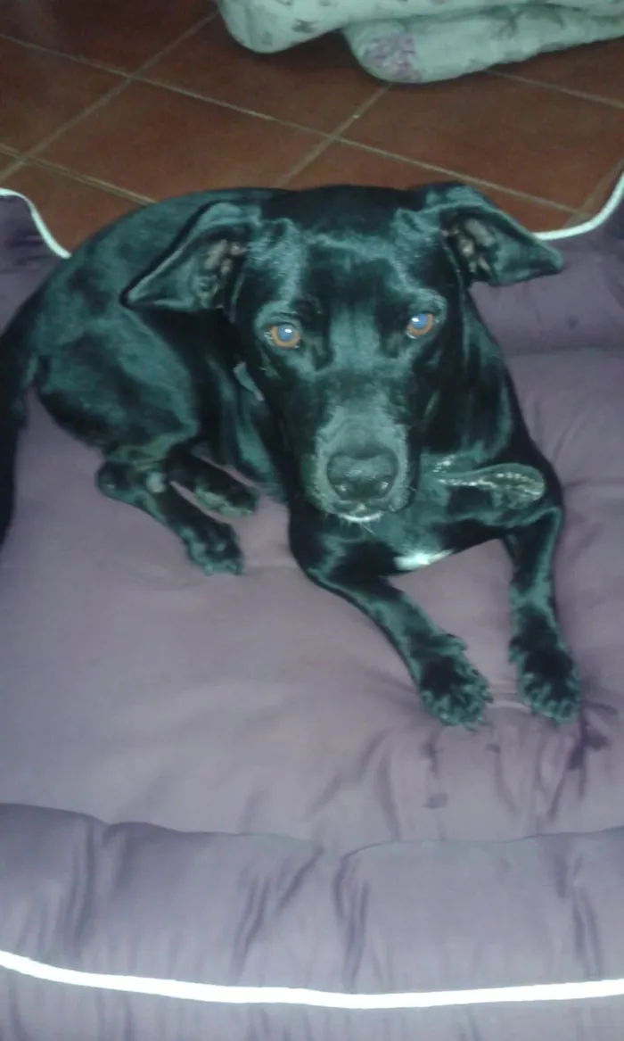 Cachorro ra a coffap idade 1 ano nome Tiemy