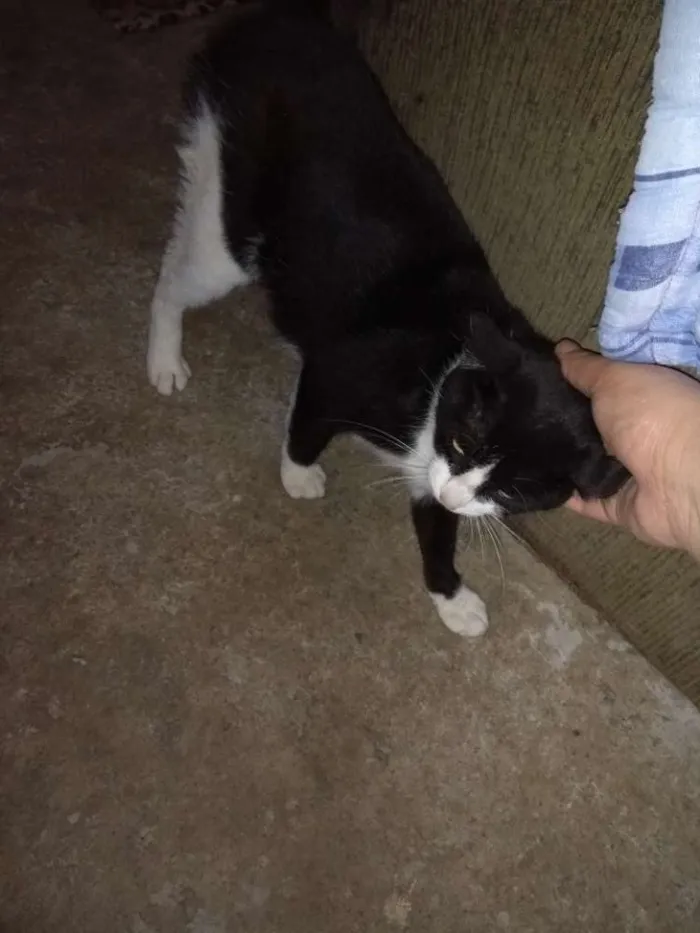 Gato ra a SRD idade 1 ano nome Nina
