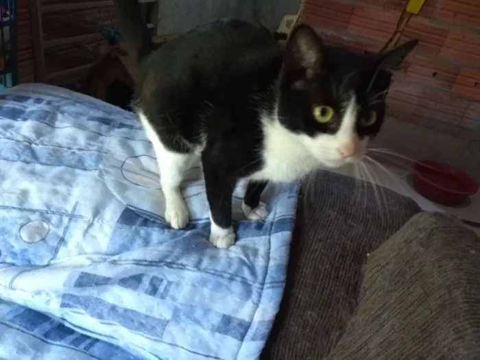 Gato ra a SRD idade 1 ano nome Nina